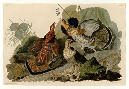 John Audubon